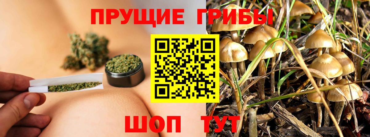 Галлюциногенные грибы Psilocybine cubensis Михайловка